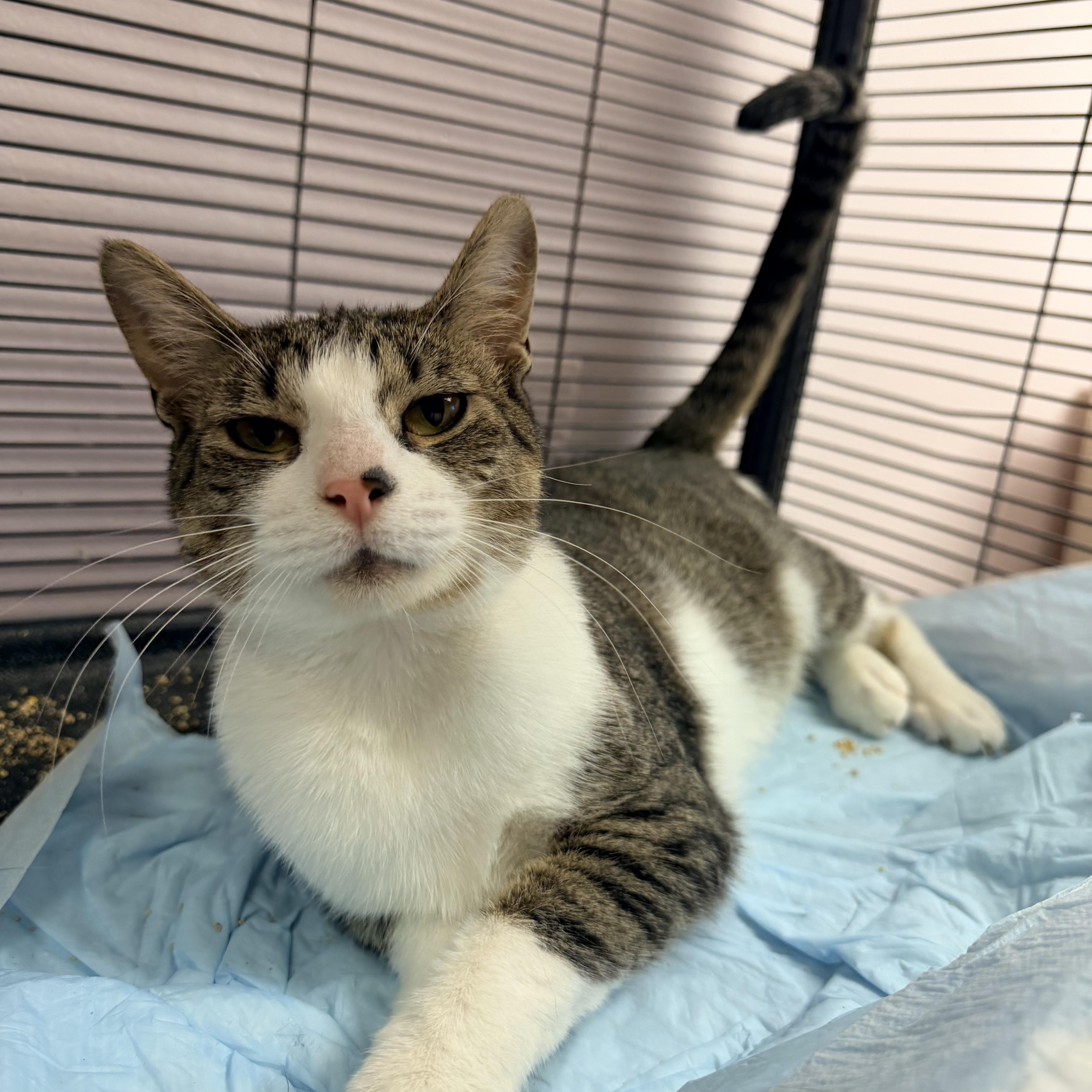 Mouse, an adopted Domestic Short Hair in Bellmawr, NJ image 2/2