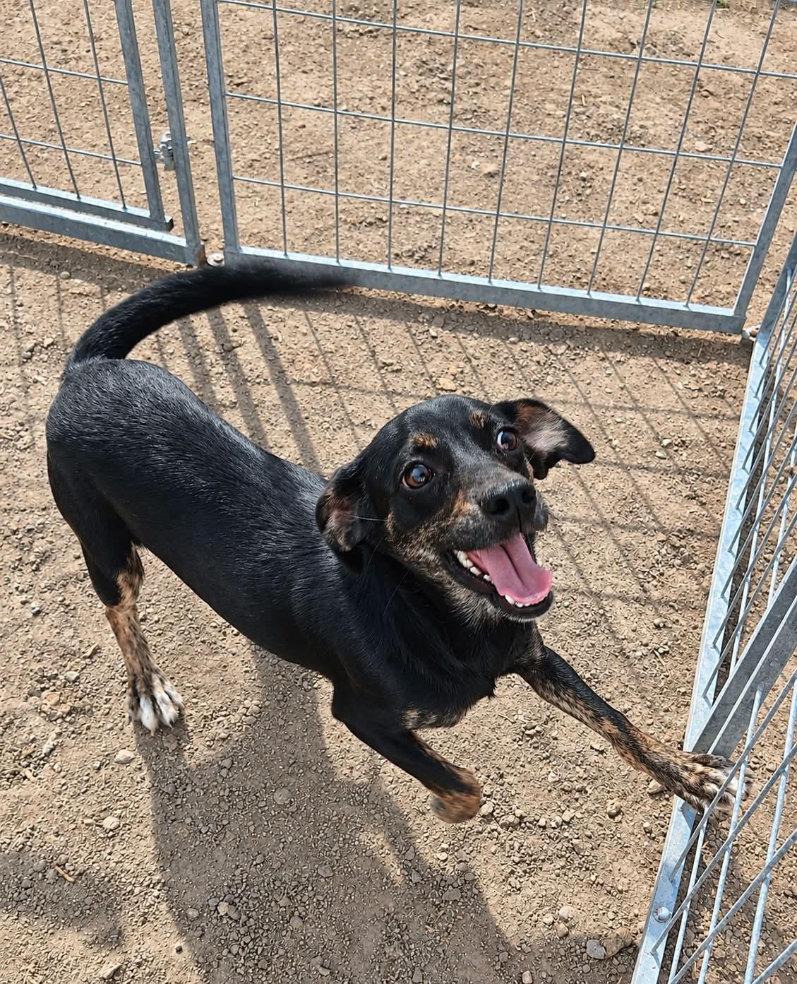 Sullivan, Adoptable, Puppy Male Chihuahua & Dachshund.