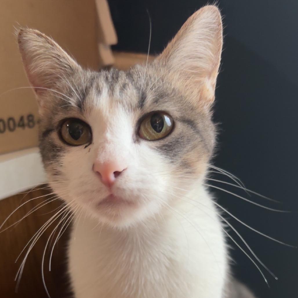 Bonnette--In Foster, Adoptable, Adult Female Domestic Short Hair.