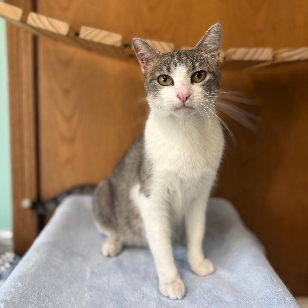 Enlarge Bonnette--In Foster, a Adoptable Domestic Short Hair in Fargo, ND image 2/4