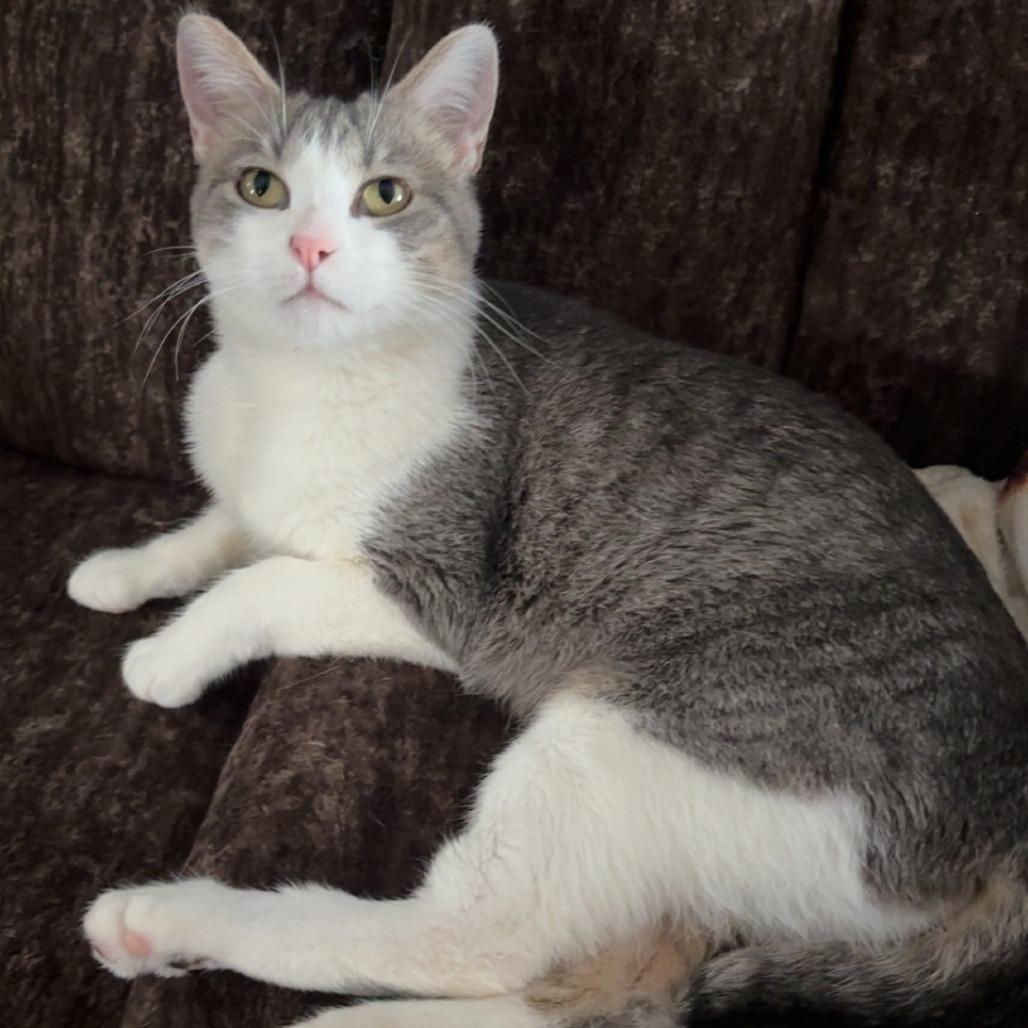 Enlarge Bonnette--In Foster, a Adoptable Domestic Short Hair in Fargo, ND image 3/4