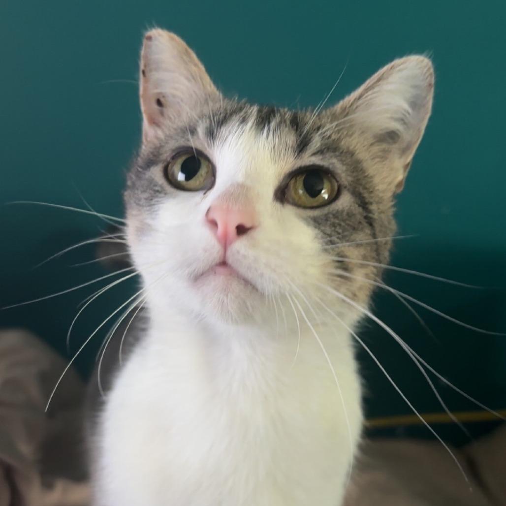 Enlarge Bonnette--In Foster, a Adoptable Domestic Short Hair in Fargo, ND image 4/4