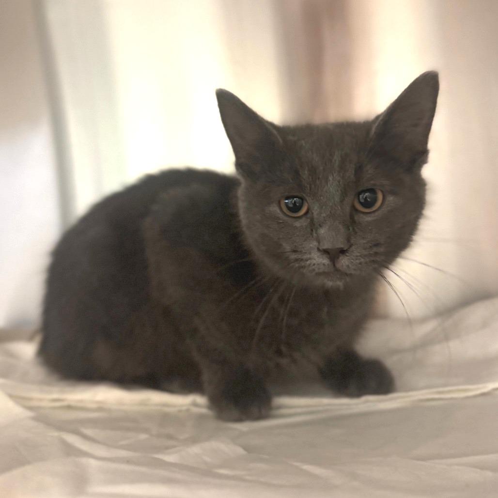 Wheeler, Adoptable, Kitten Male Domestic Short Hair.