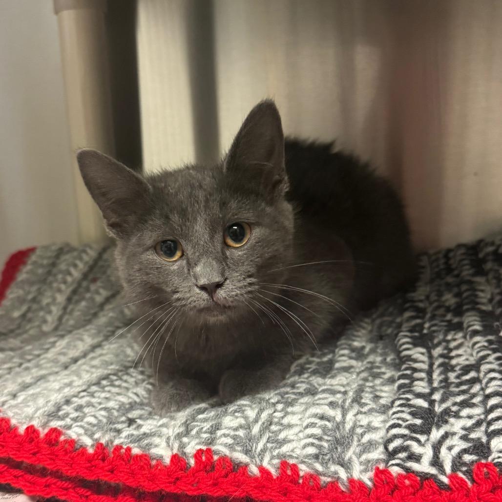 Enlarge Wheeler, a Adoptable Domestic Short Hair in Hendersonville, NC image 2/2