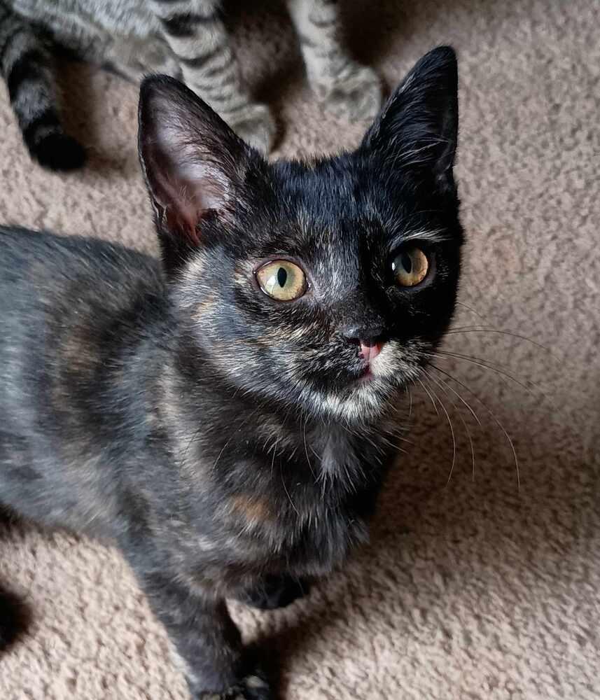 Flaca, Adopted, Young Female Domestic Short Hair.