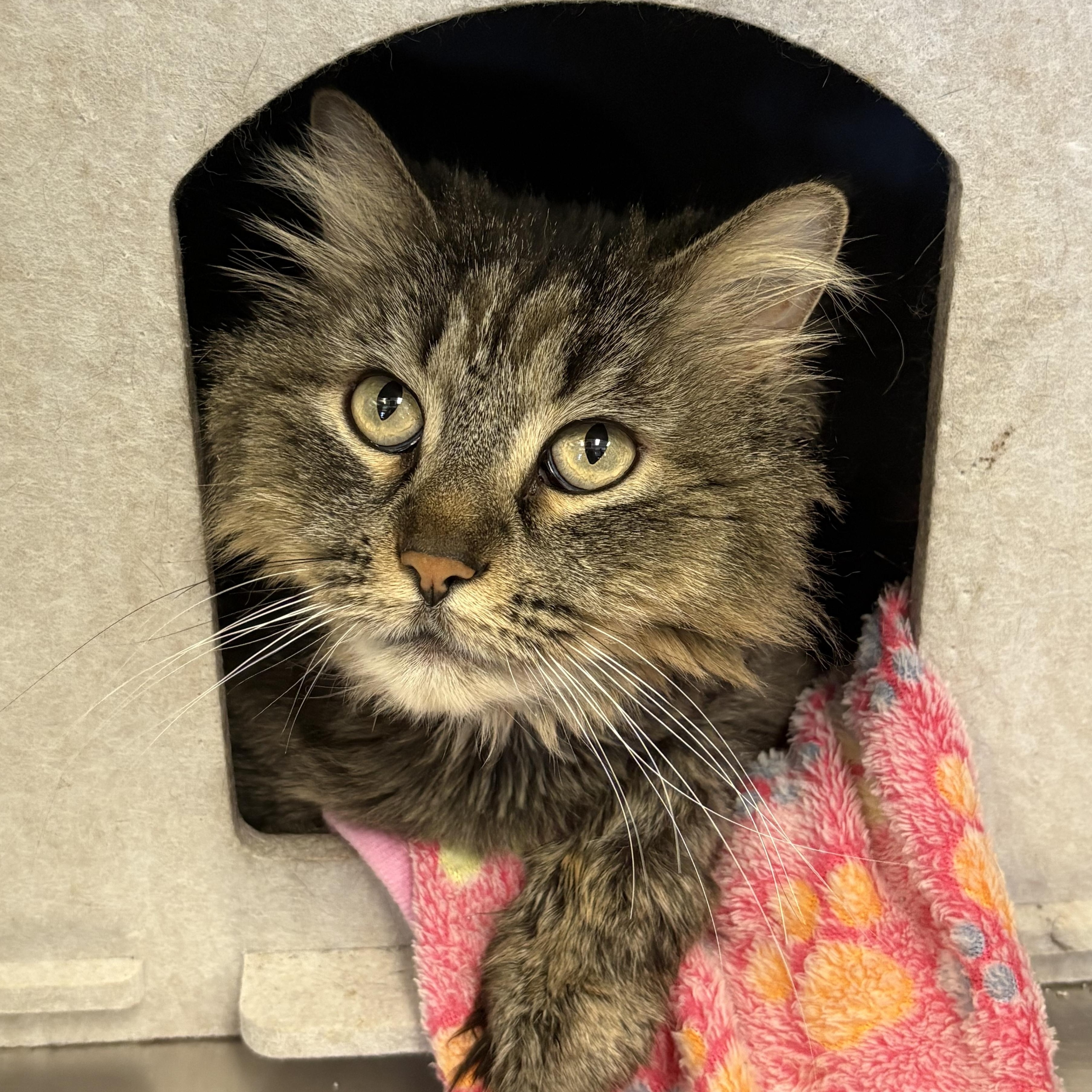 Miss Zippy , Adoptable, Adult Female Domestic Medium Hair.