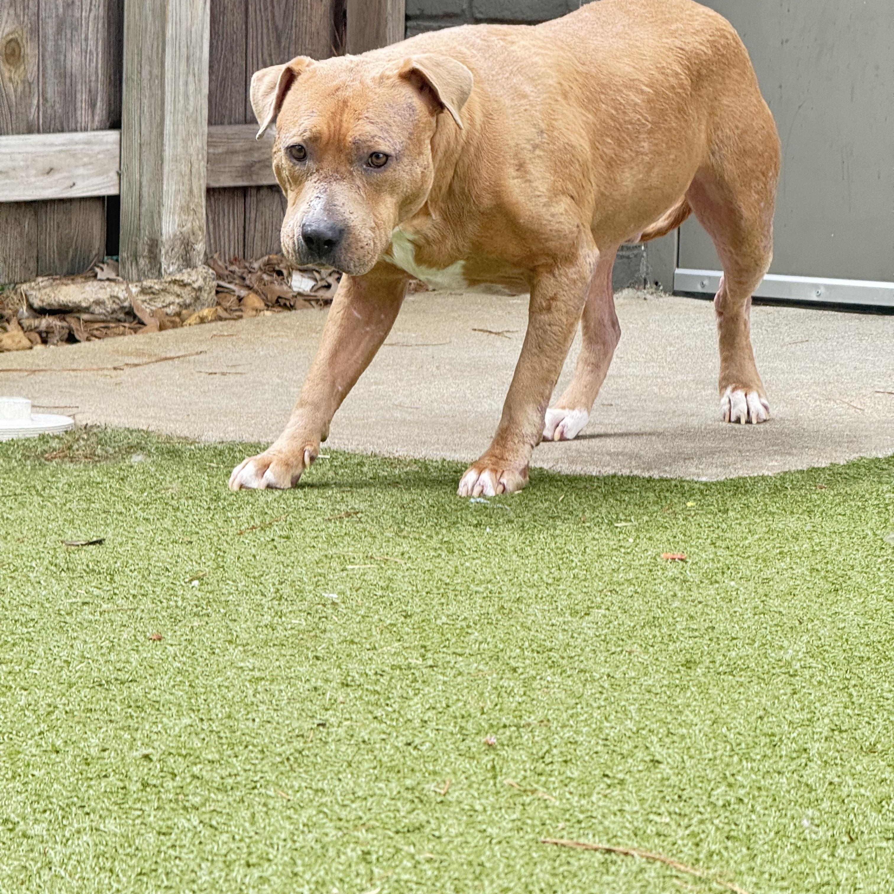 Enlarge Davey, a ADOPTABLE mixed breed in Brentwood, TN image 4/4
