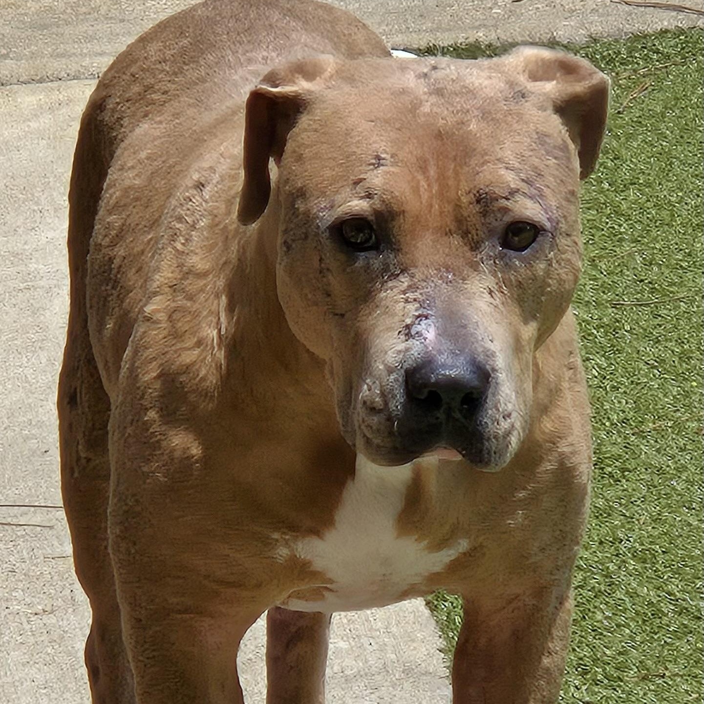 Davey, ADOPTABLE, Young Male Staffordshire Bull Terrier.