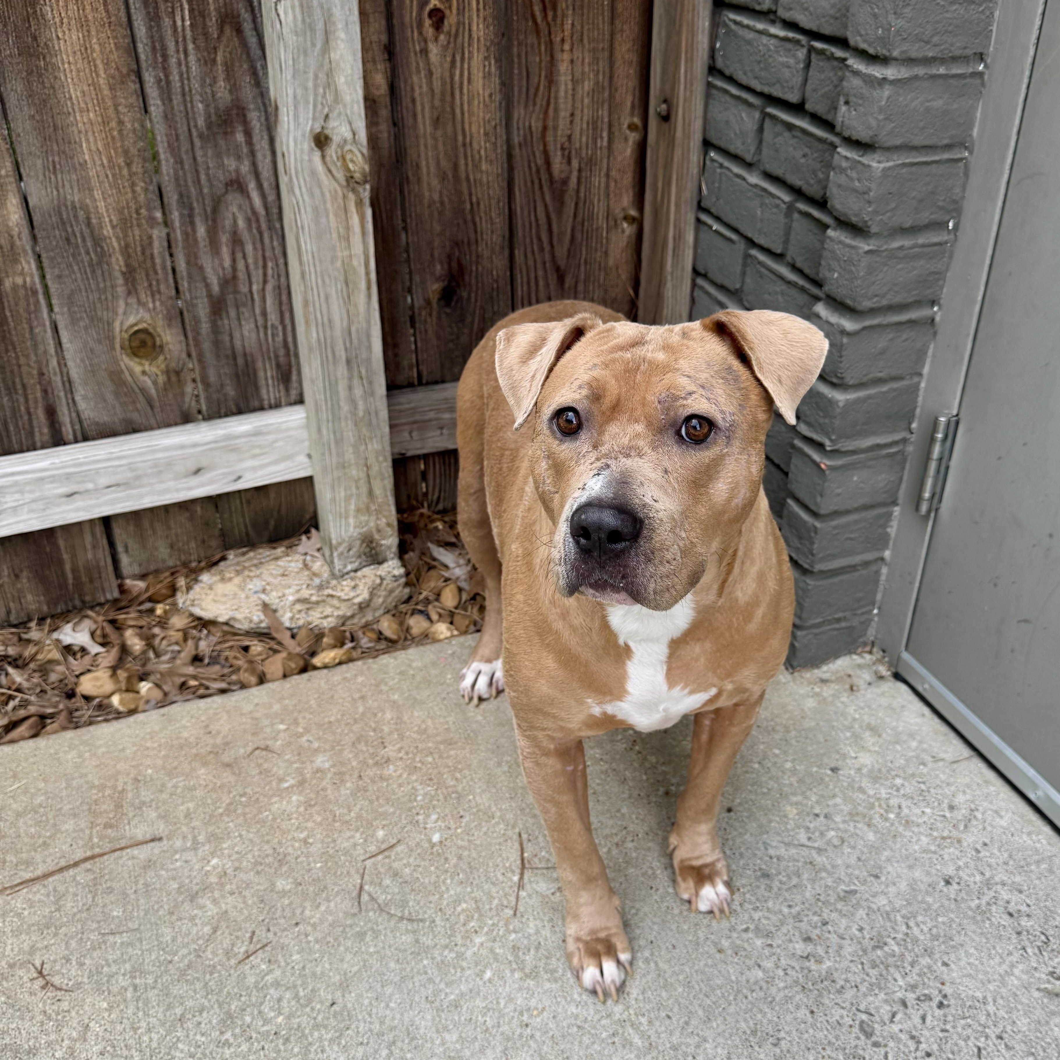 Davey, ADOPTABLE, Young Male American Bulldog.