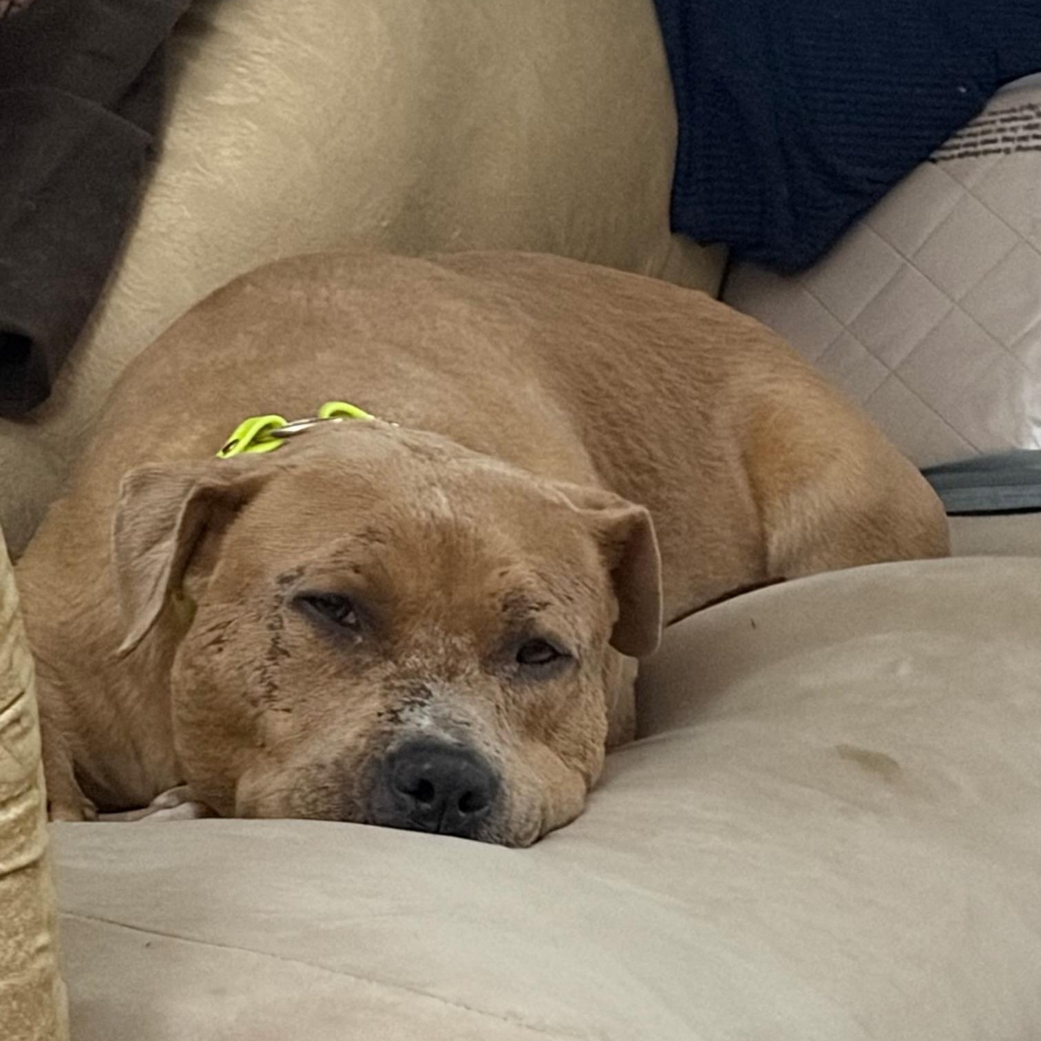 Enlarge Davey, a Adoptable mixed breed in Brentwood, TN image 3/4