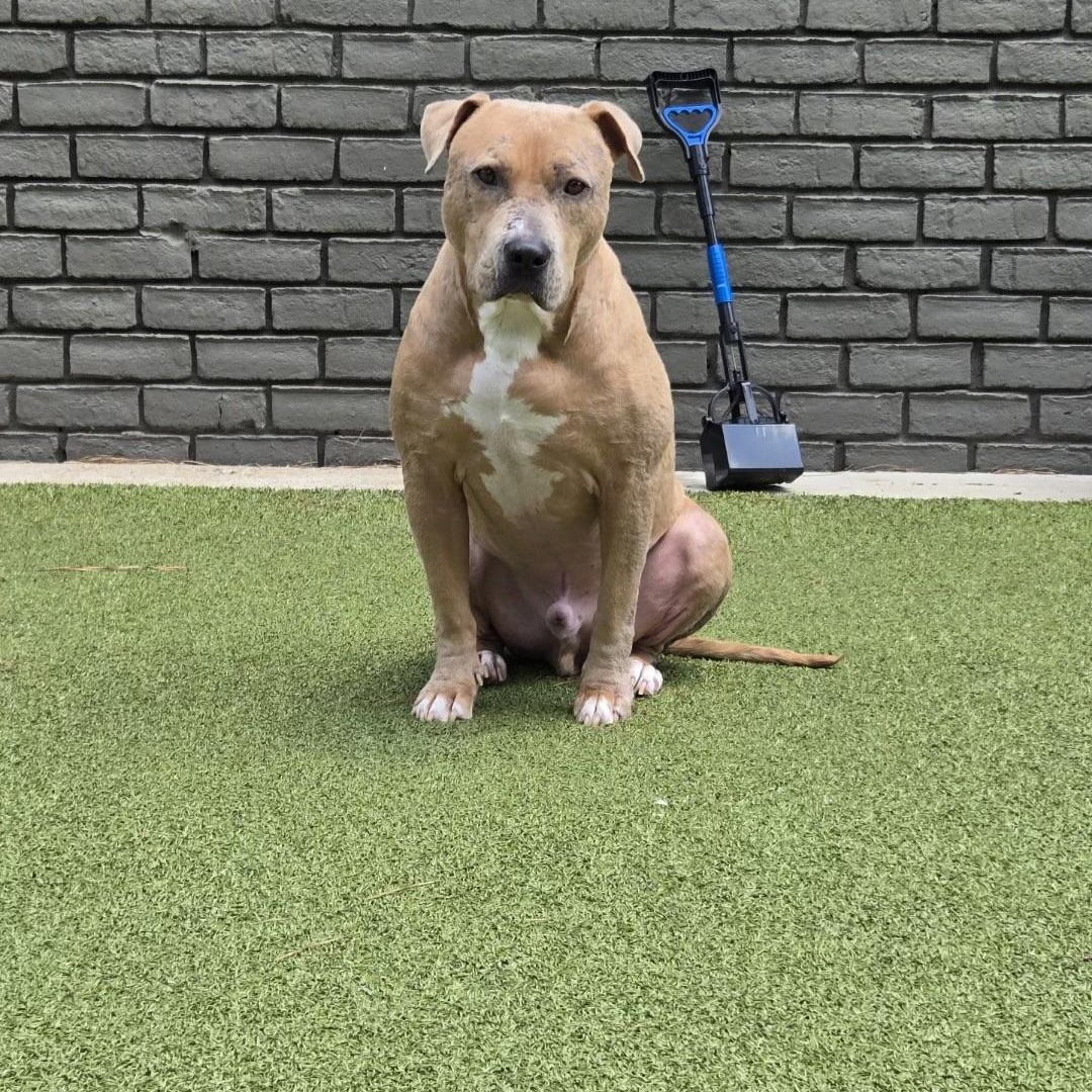 Davey, a ADOPTABLE mixed breed in Brentwood, TN image 3/4