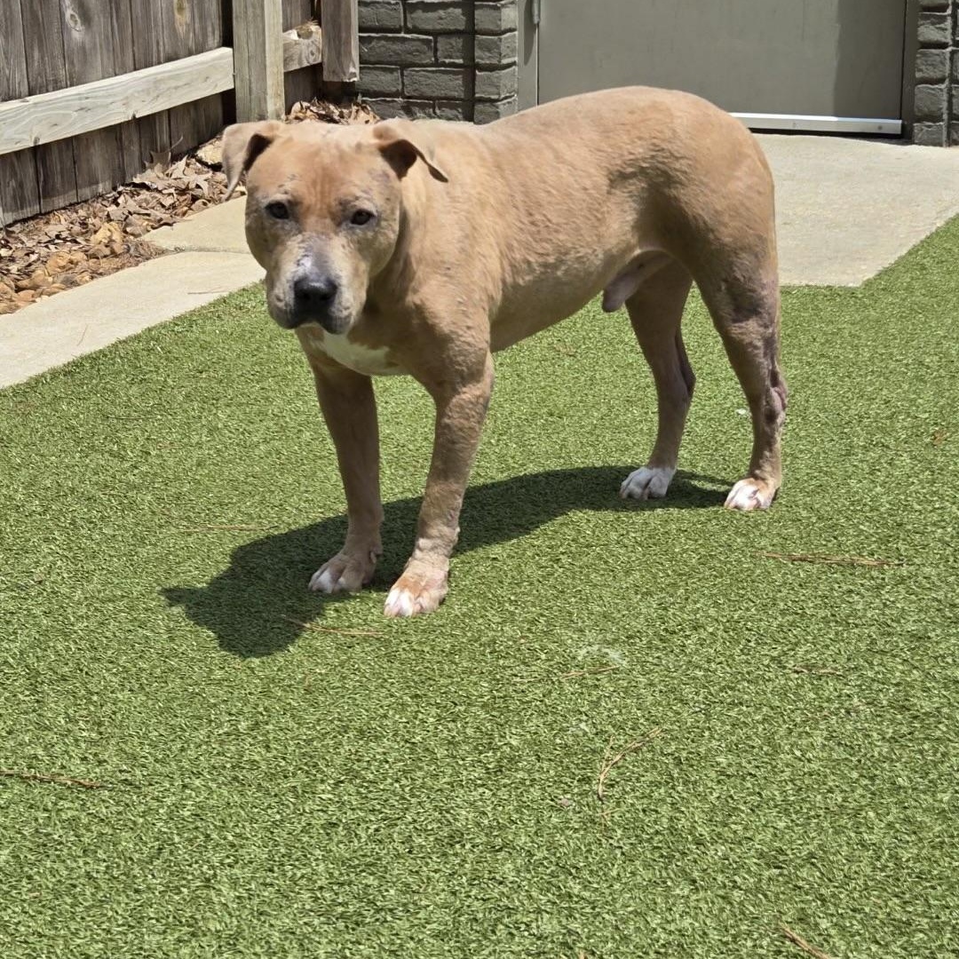 Davey, a ADOPTABLE mixed breed in Brentwood, TN image 4/4
