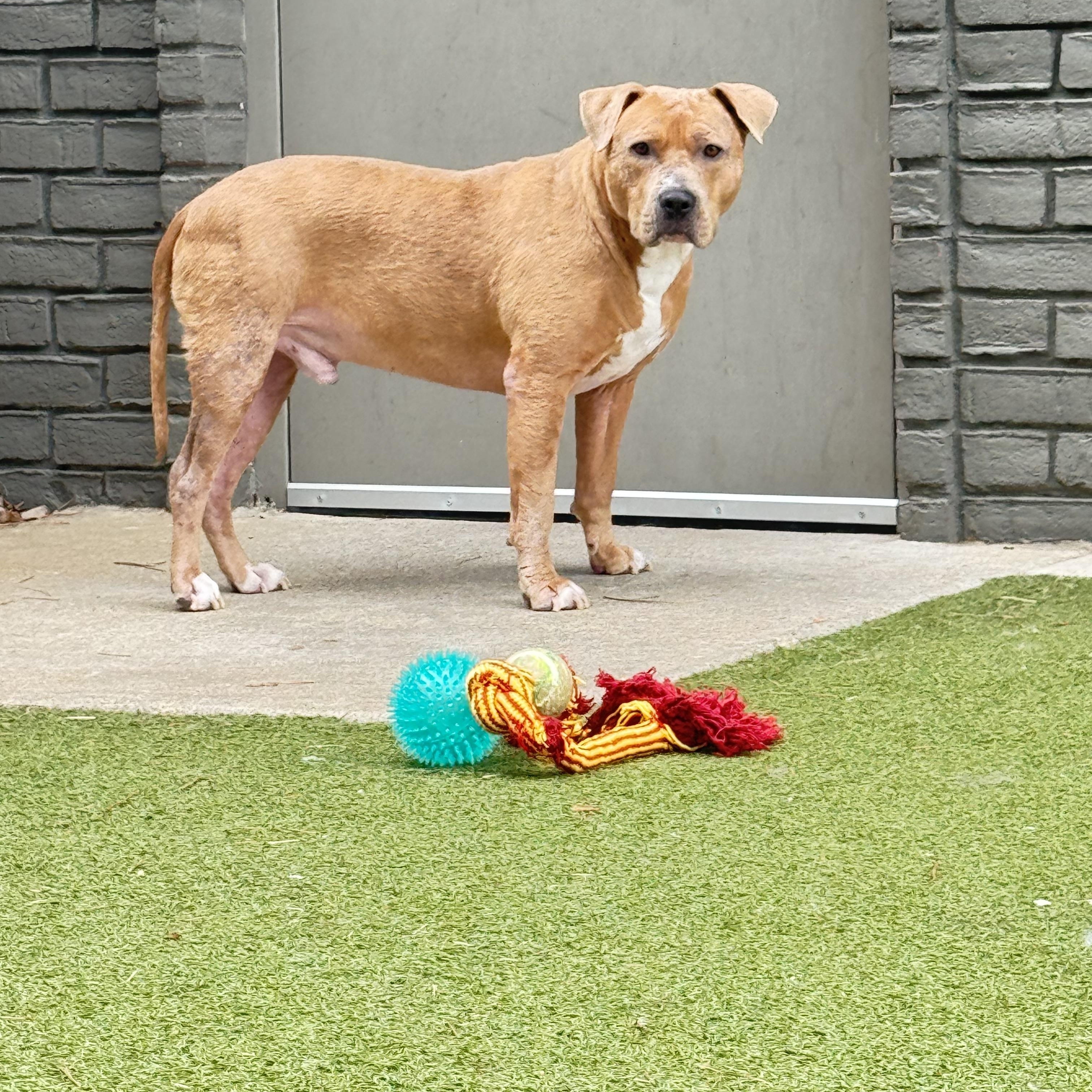 Enlarge Davey, a ADOPTABLE mixed breed in Brentwood, TN image 3/4