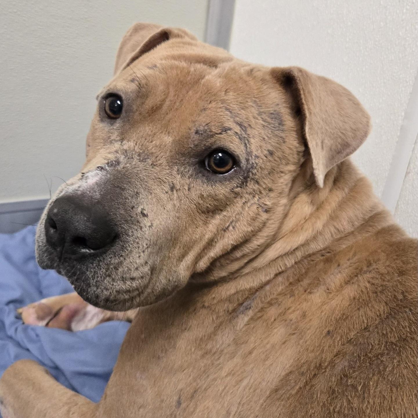 Davey, a ADOPTABLE mixed breed in Brentwood, TN image 2/4