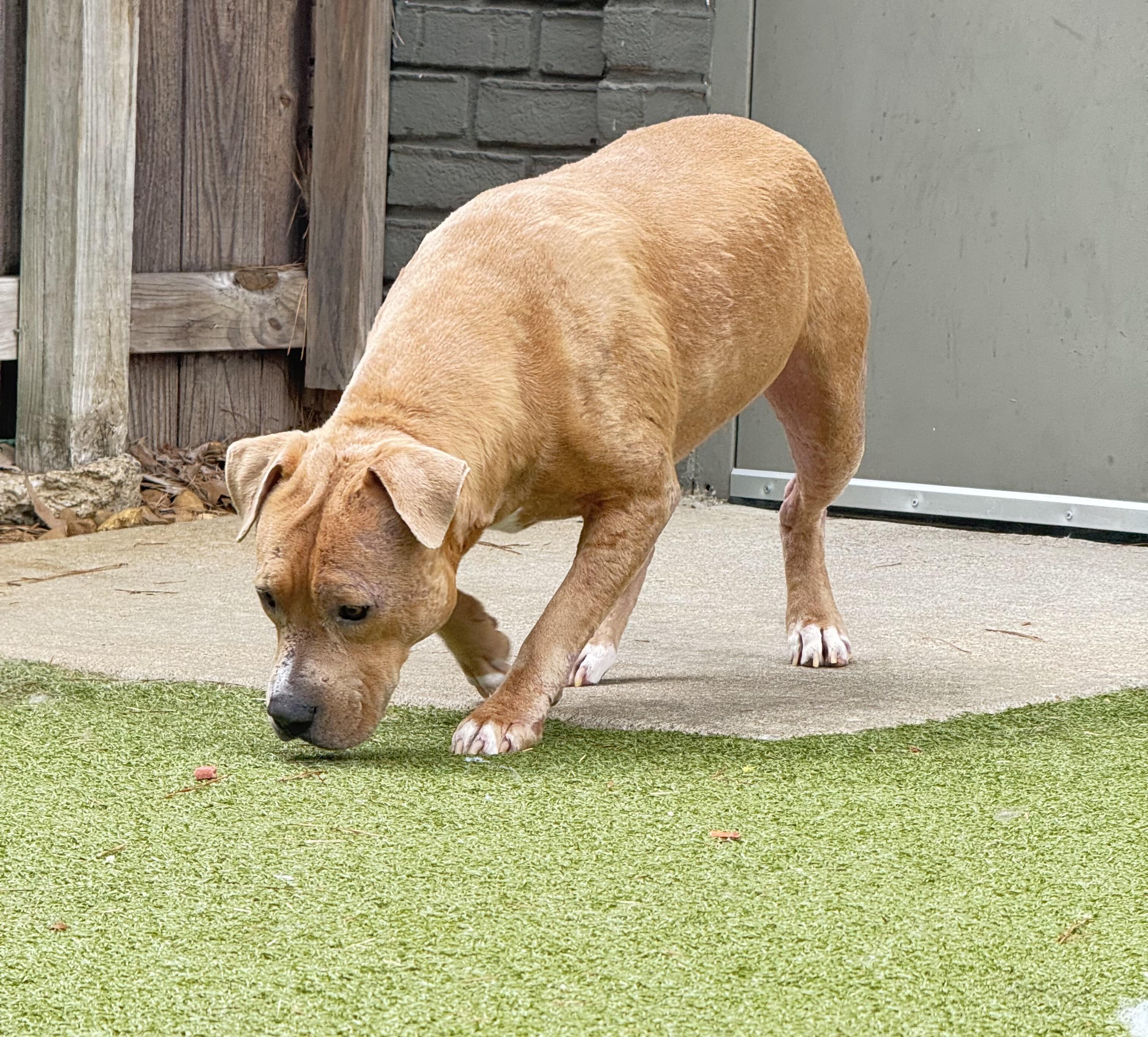 Enlarge Davey, a ADOPTABLE mixed breed in Brentwood, TN image 2/4