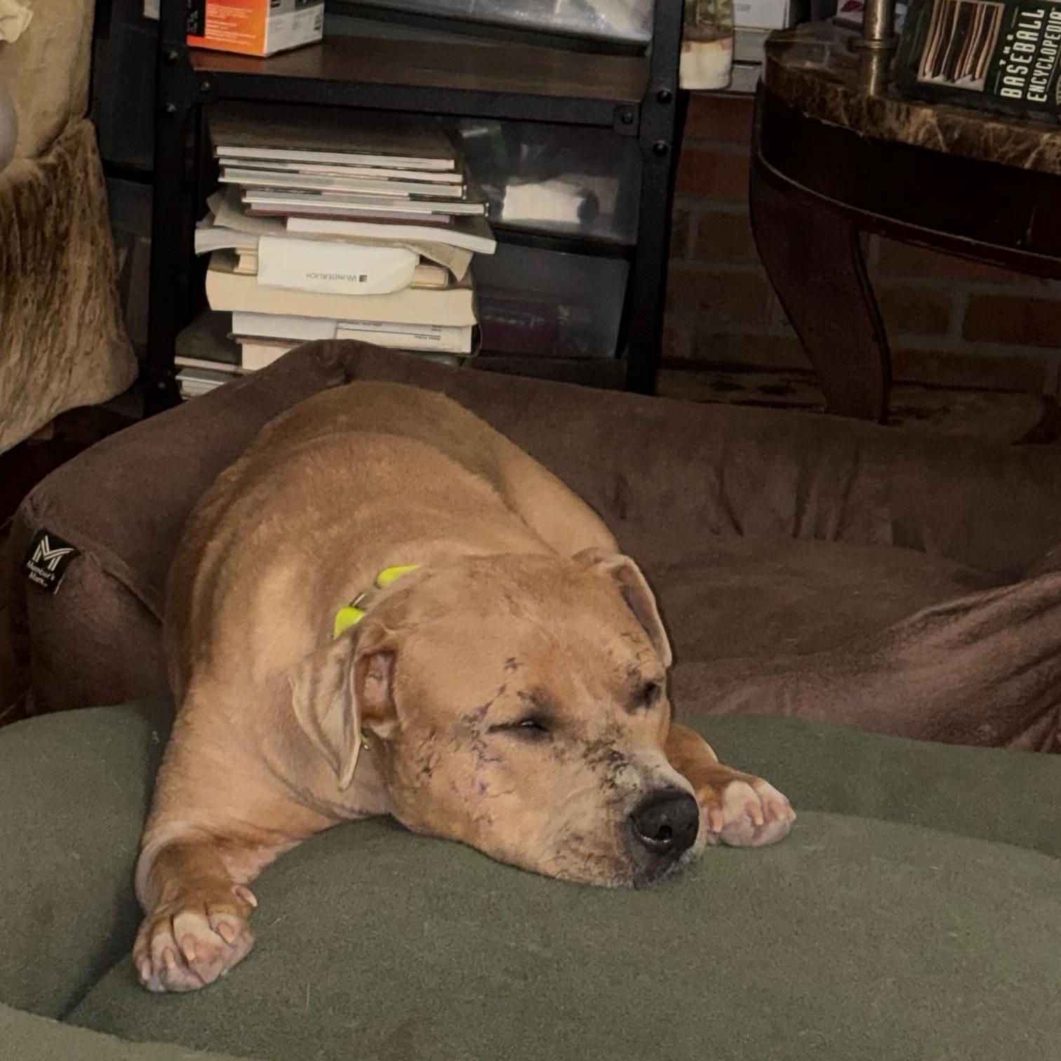 Enlarge Davey, a Adoptable mixed breed in Brentwood, TN image 4/4