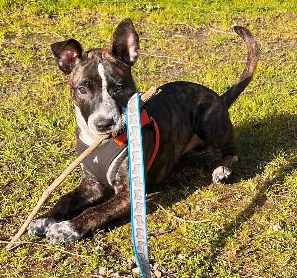 Hobbs, ADOPTABLE, Young Male Cattle Dog & Pit Bull Terrier.
