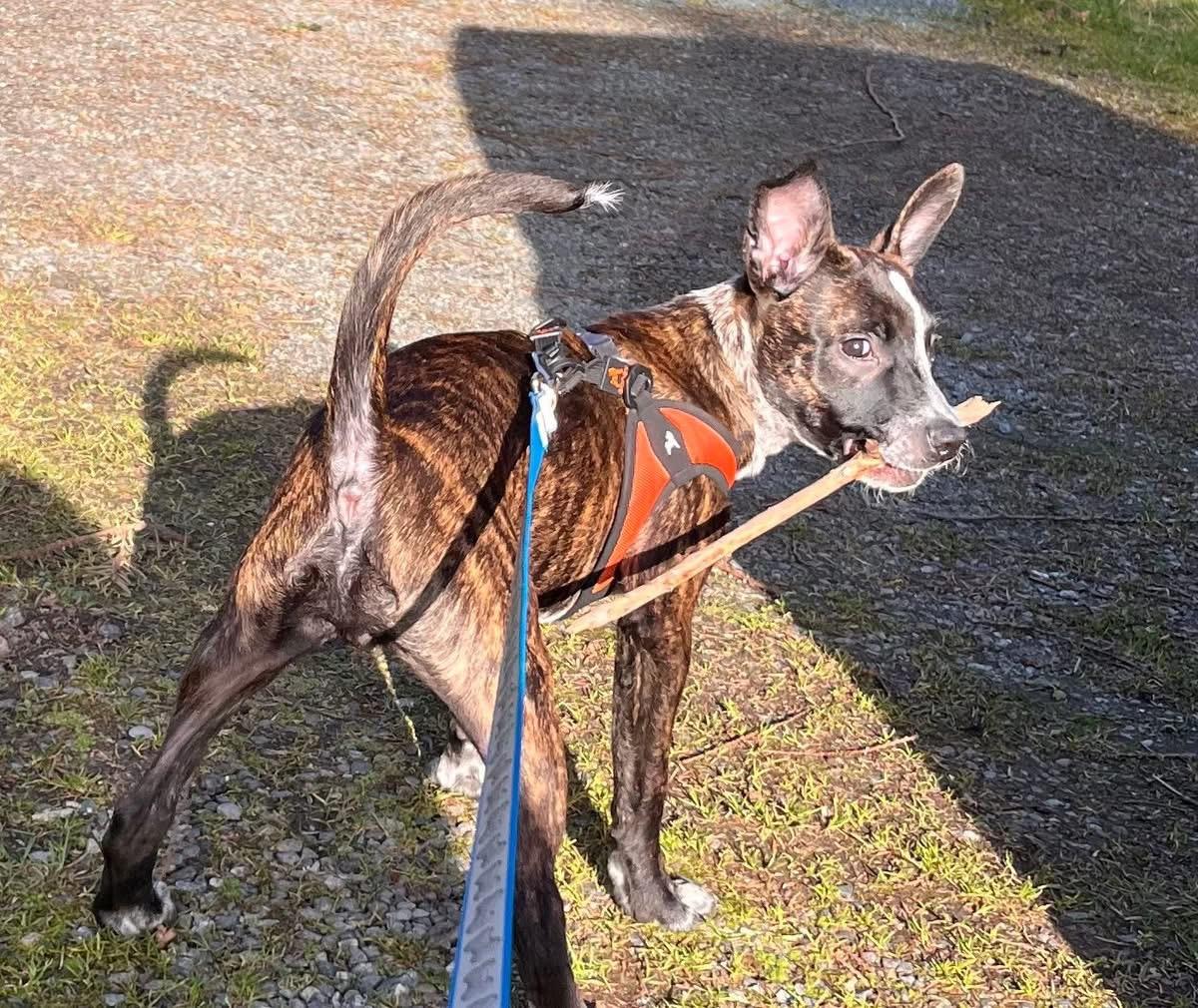 Enlarge Hobbs, a ADOPTABLE mixed breed in CLINTON, WA image 3/3