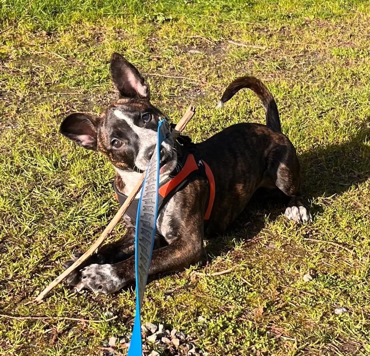 Enlarge Hobbs, a ADOPTABLE mixed breed in CLINTON, WA image 2/3