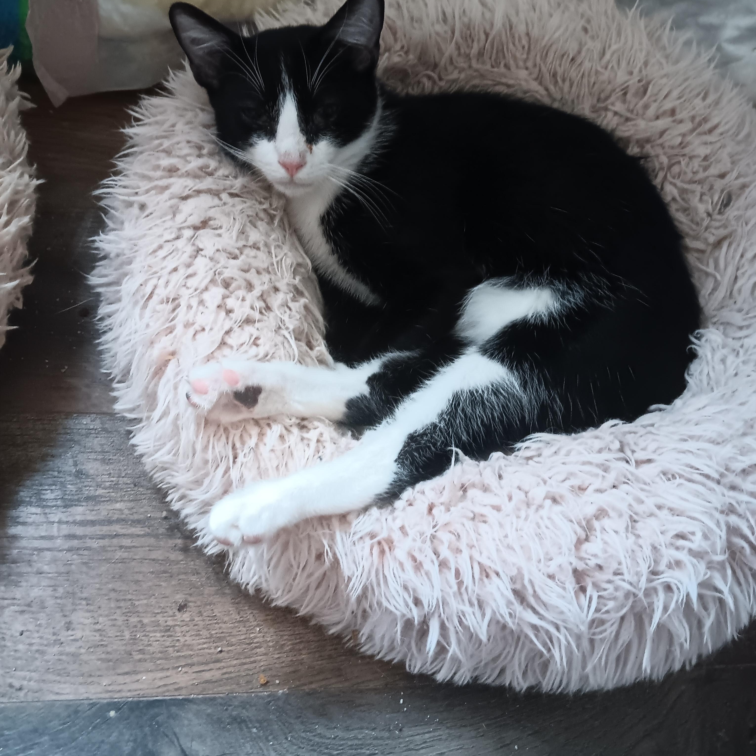 Fritz, ADOPTABLE, Kitten Male Domestic Short Hair.