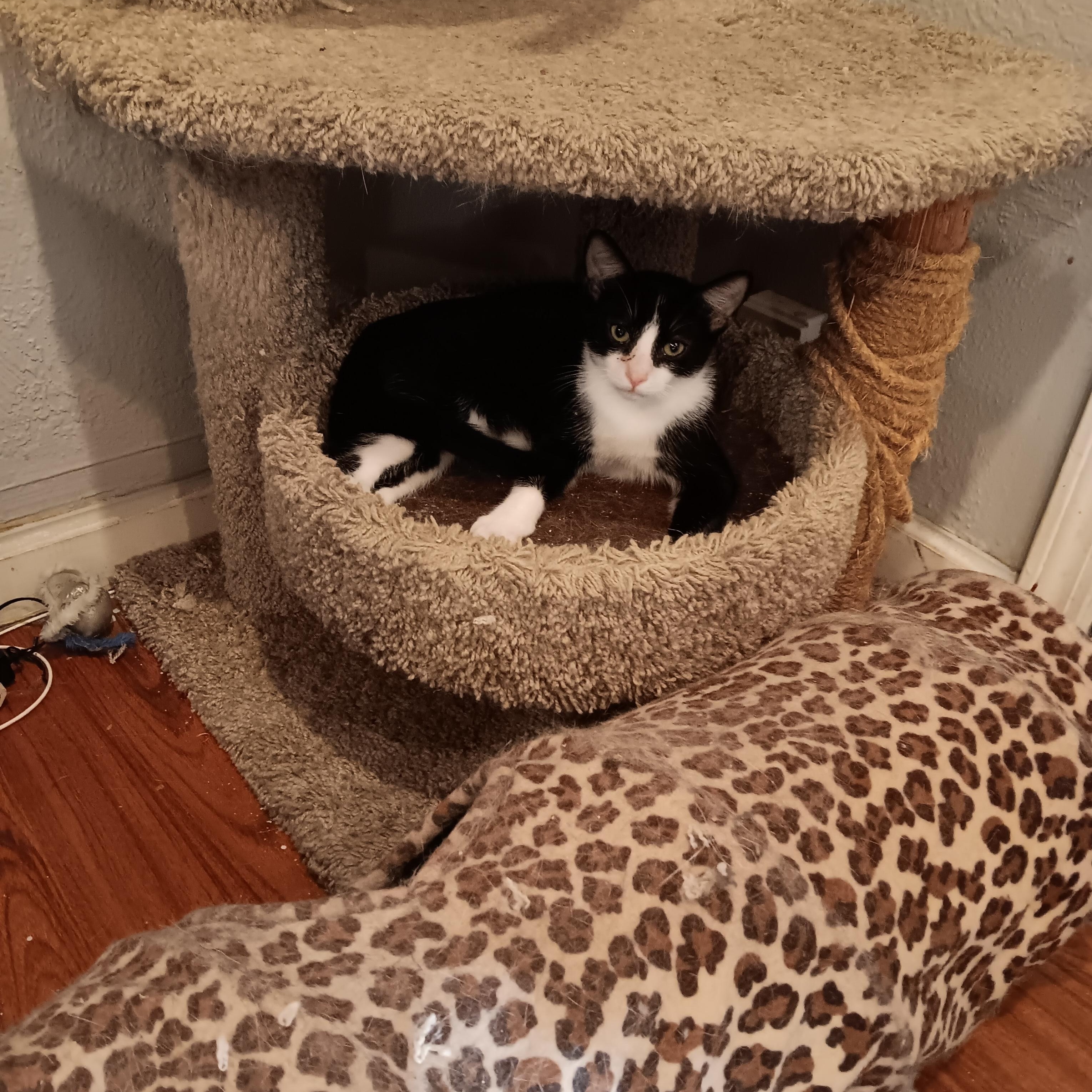 Enlarge Fritz, a ADOPTABLE Domestic Short Hair in Antioch, CA image 3/3