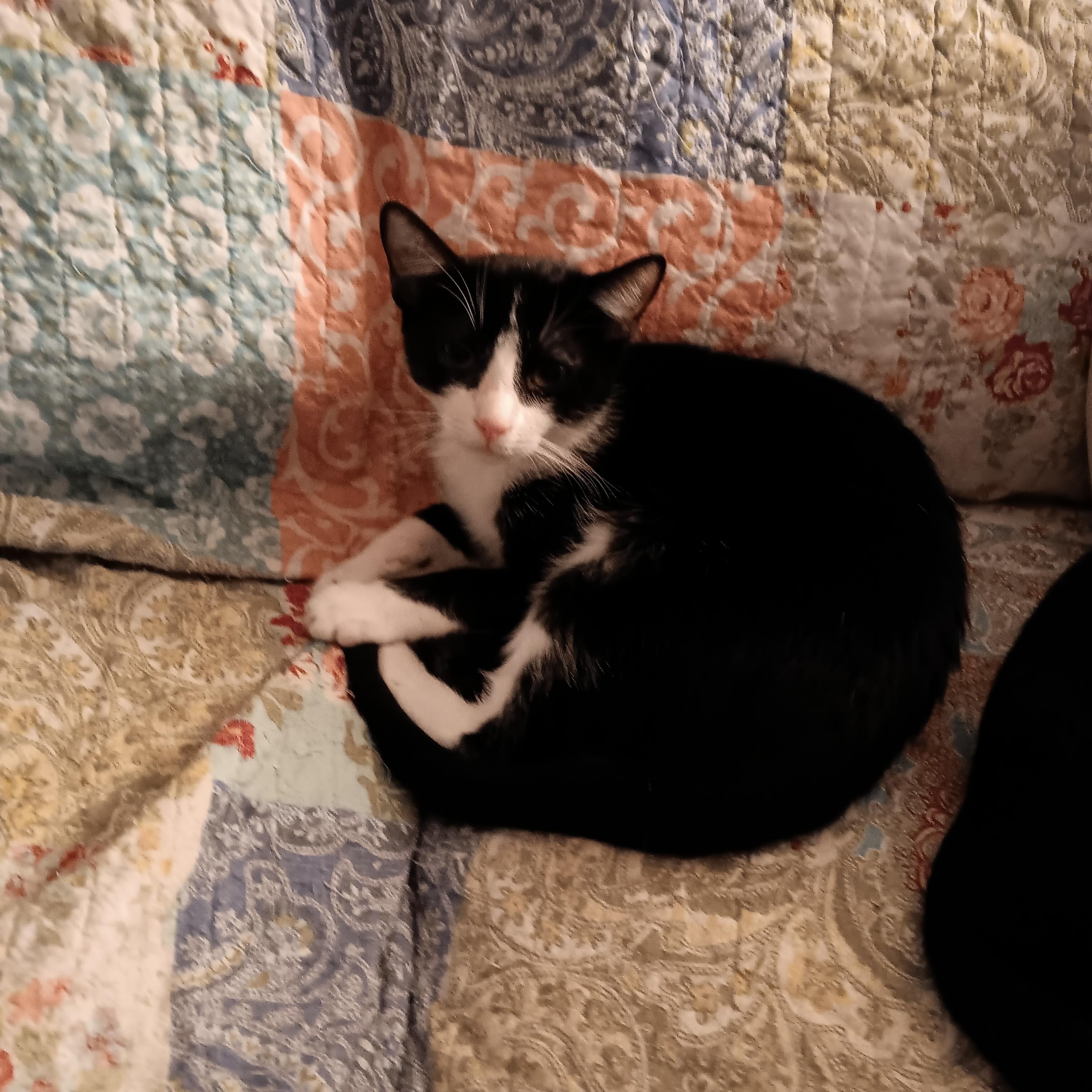 Enlarge Fritz, a ADOPTABLE Domestic Short Hair in Antioch, CA image 2/3