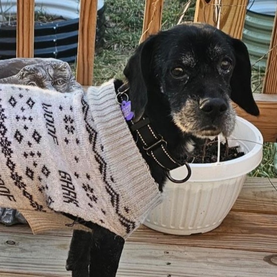 Enlarge Hemlock, a Adoptable mixed breed in Rockville, MD image 1/6