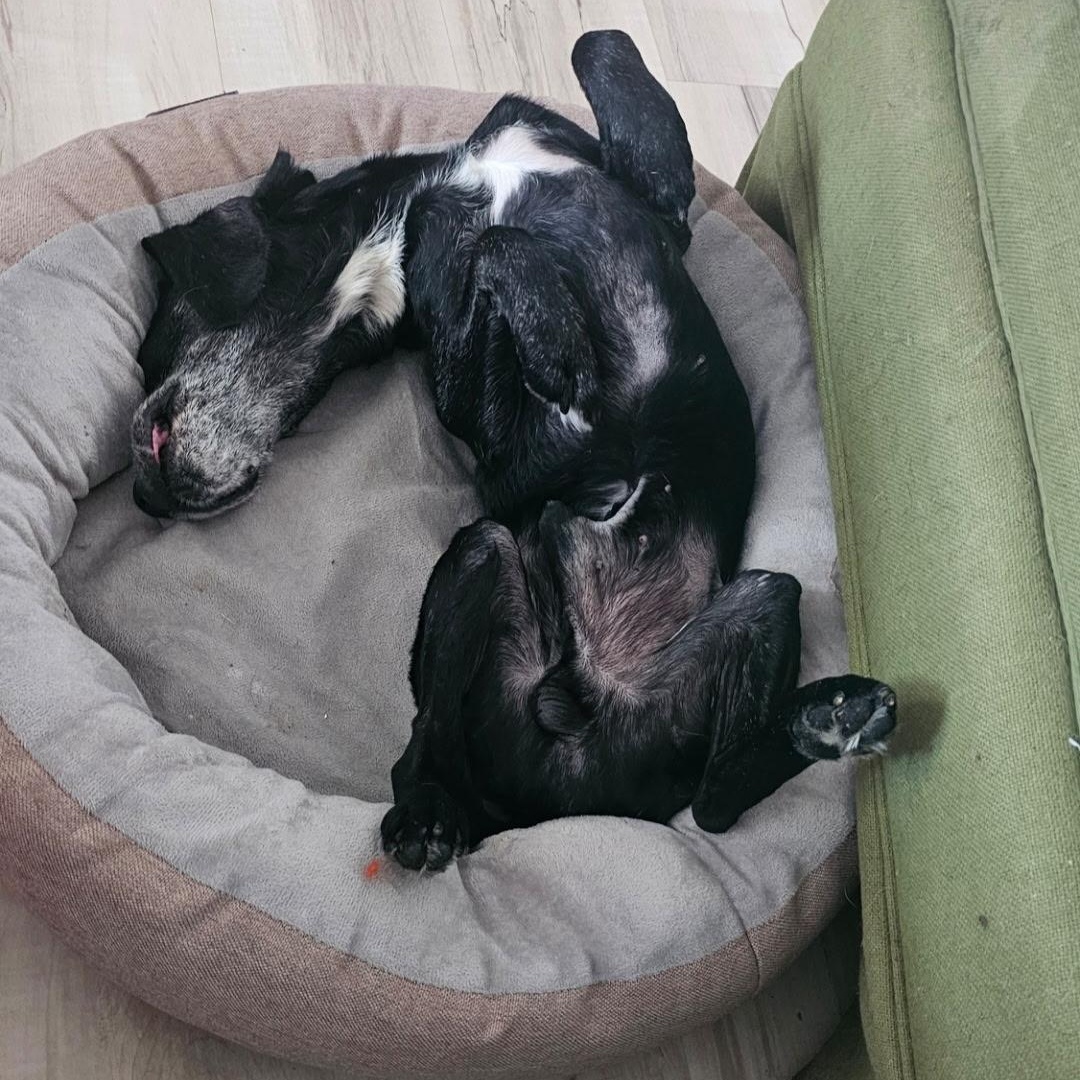 Enlarge Hemlock, a Adoptable mixed breed in Rockville, MD image 5/6