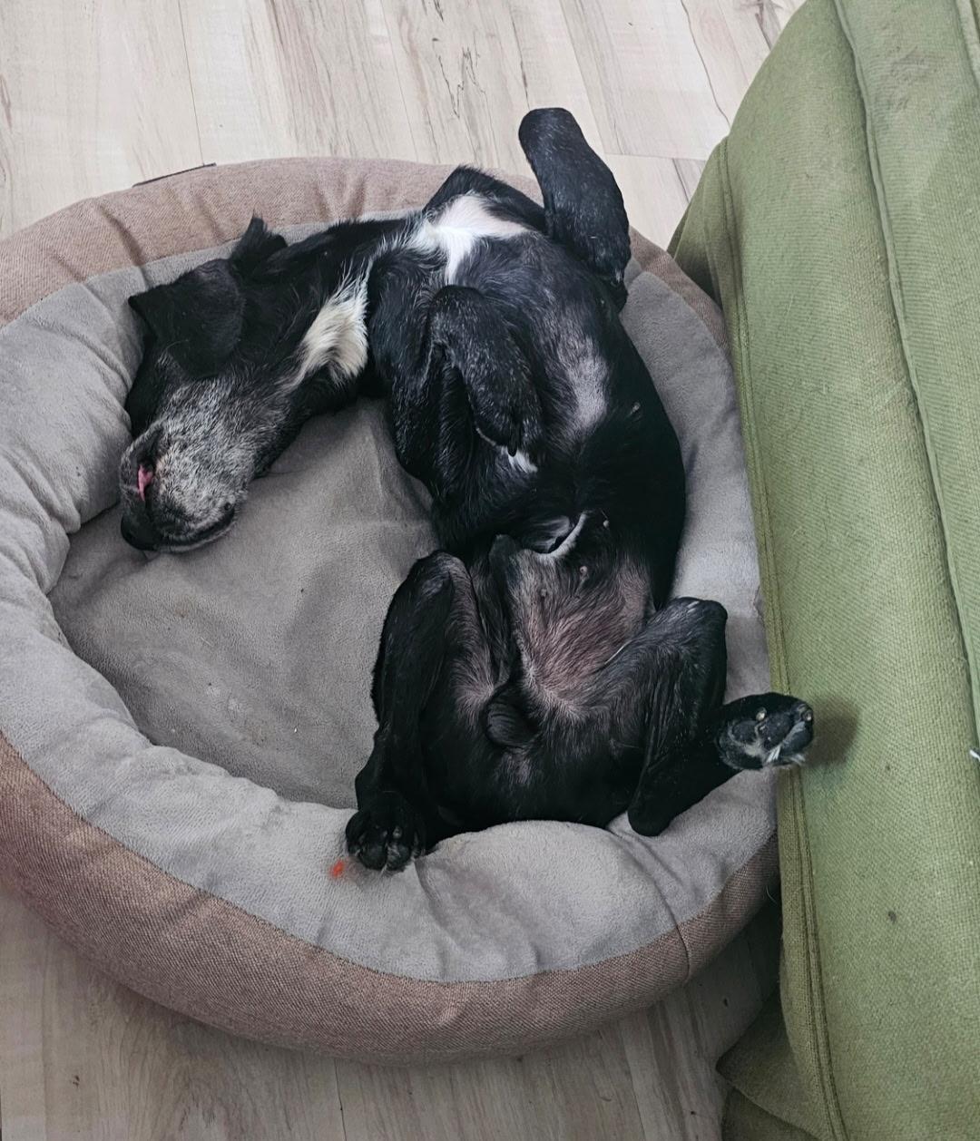 Enlarge Hemlock, a Adoptable mixed breed in Rockville, MD image 5/6