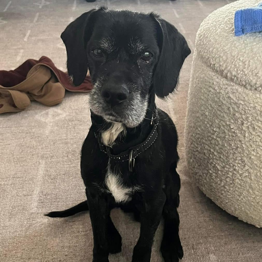 Enlarge Hemlock, a Adoptable mixed breed in Rockville, MD image 2/6