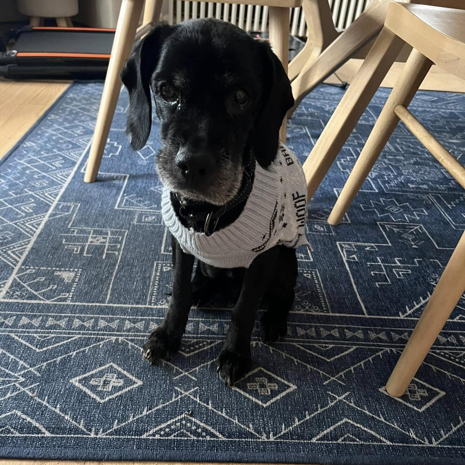 Hemlock, a Adoptable mixed breed in Rockville, MD image 1/6