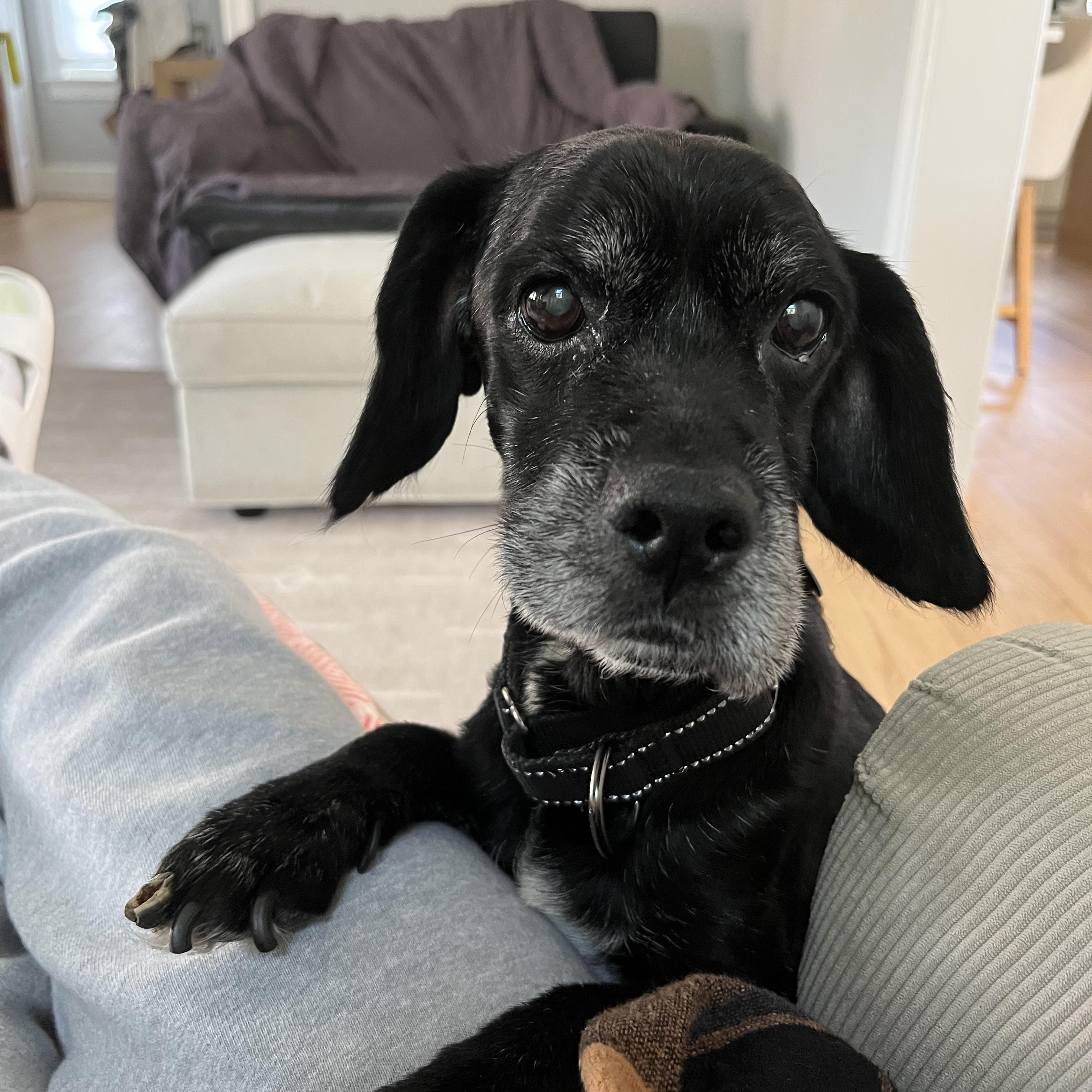 Hemlock, a Adoptable mixed breed in Rockville, MD image 2/6