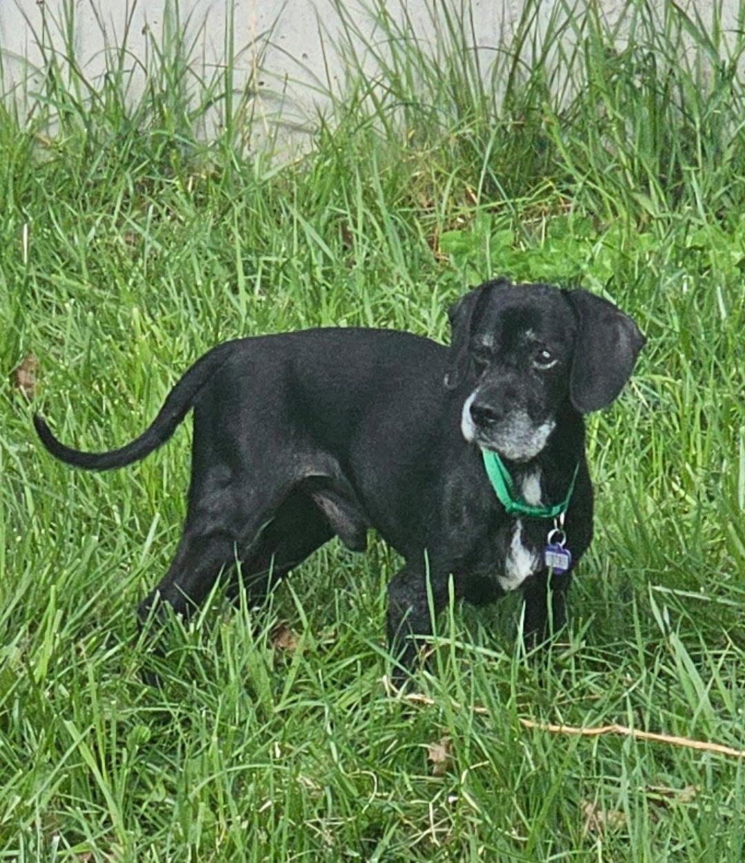 Enlarge Hemlock, a Adoptable mixed breed in Rockville, MD image 4/6