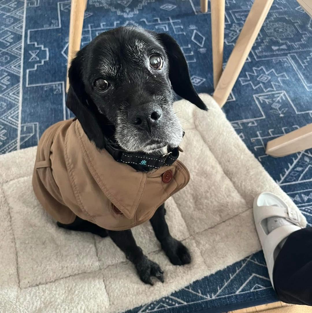 Hemlock — thumbnail 3