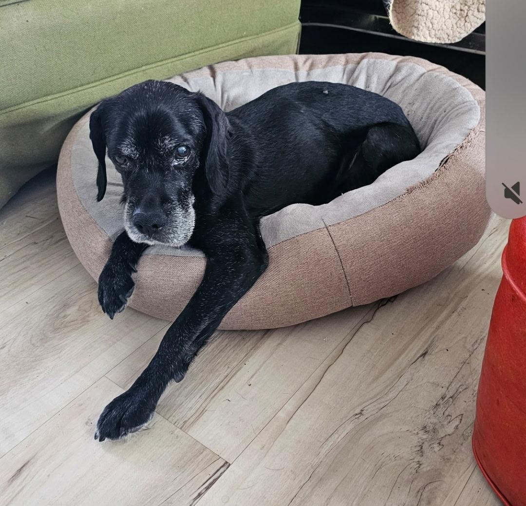 Enlarge Hemlock, a Adoptable mixed breed in Rockville, MD image 2/6