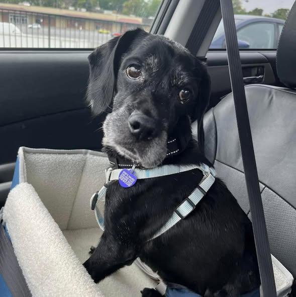 Hemlock, a Adoptable mixed breed in Rockville, MD image 3/6