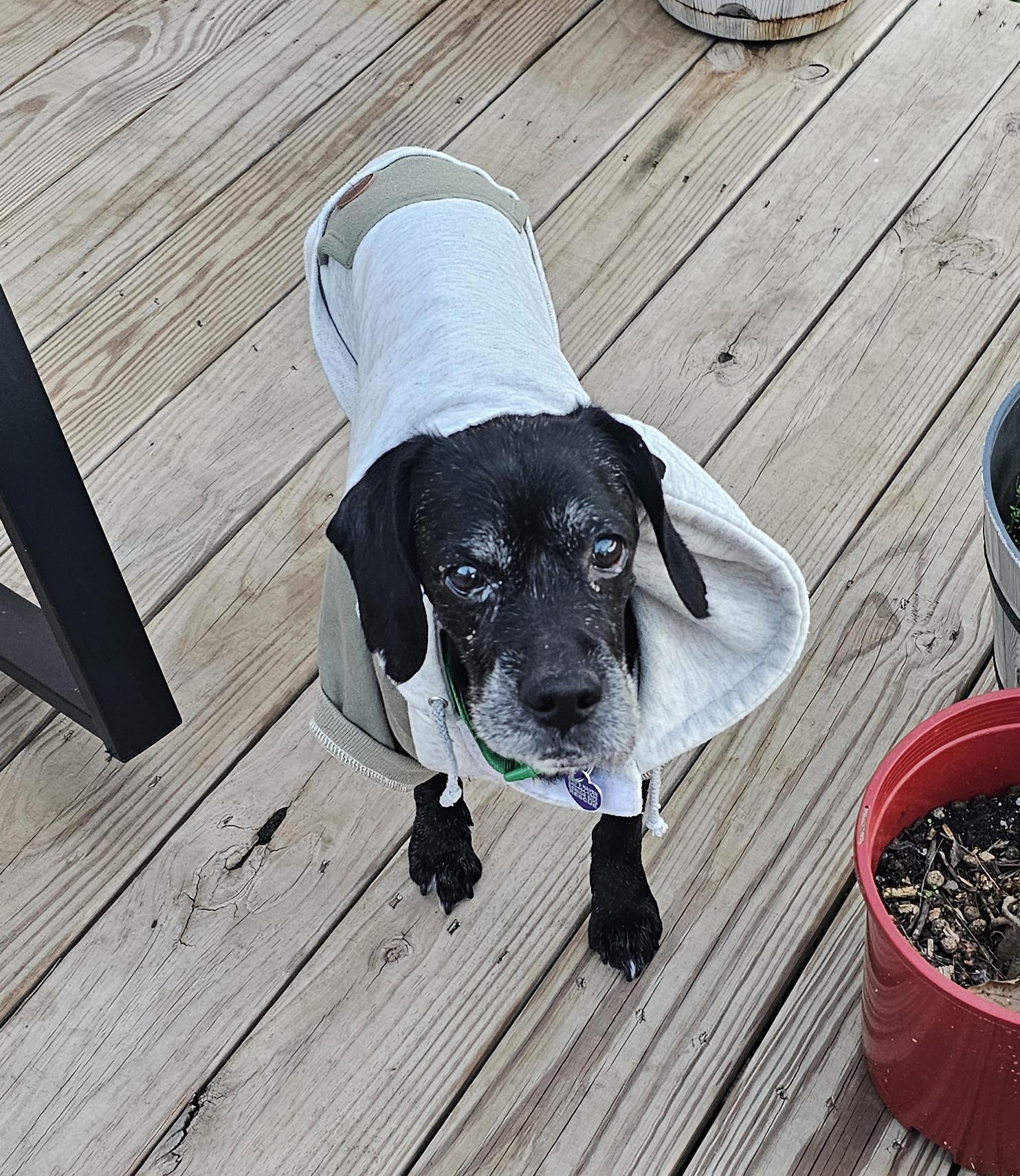 Enlarge Hemlock, a Adoptable mixed breed in Rockville, MD image 5/6