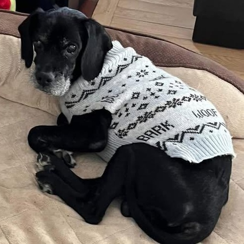 Hemlock, Adoptable, Senior Male Mixed Breed.