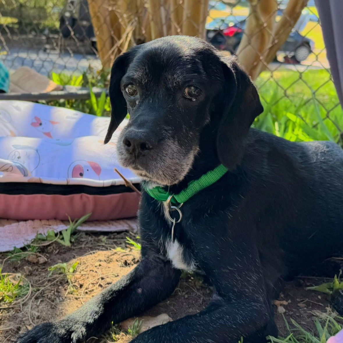 Hemlock, Adoptable, Senior Male Mixed Breed.