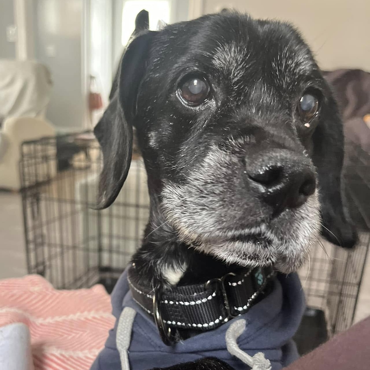 Enlarge Hemlock, a Adoptable mixed breed in Rockville, MD image 5/6