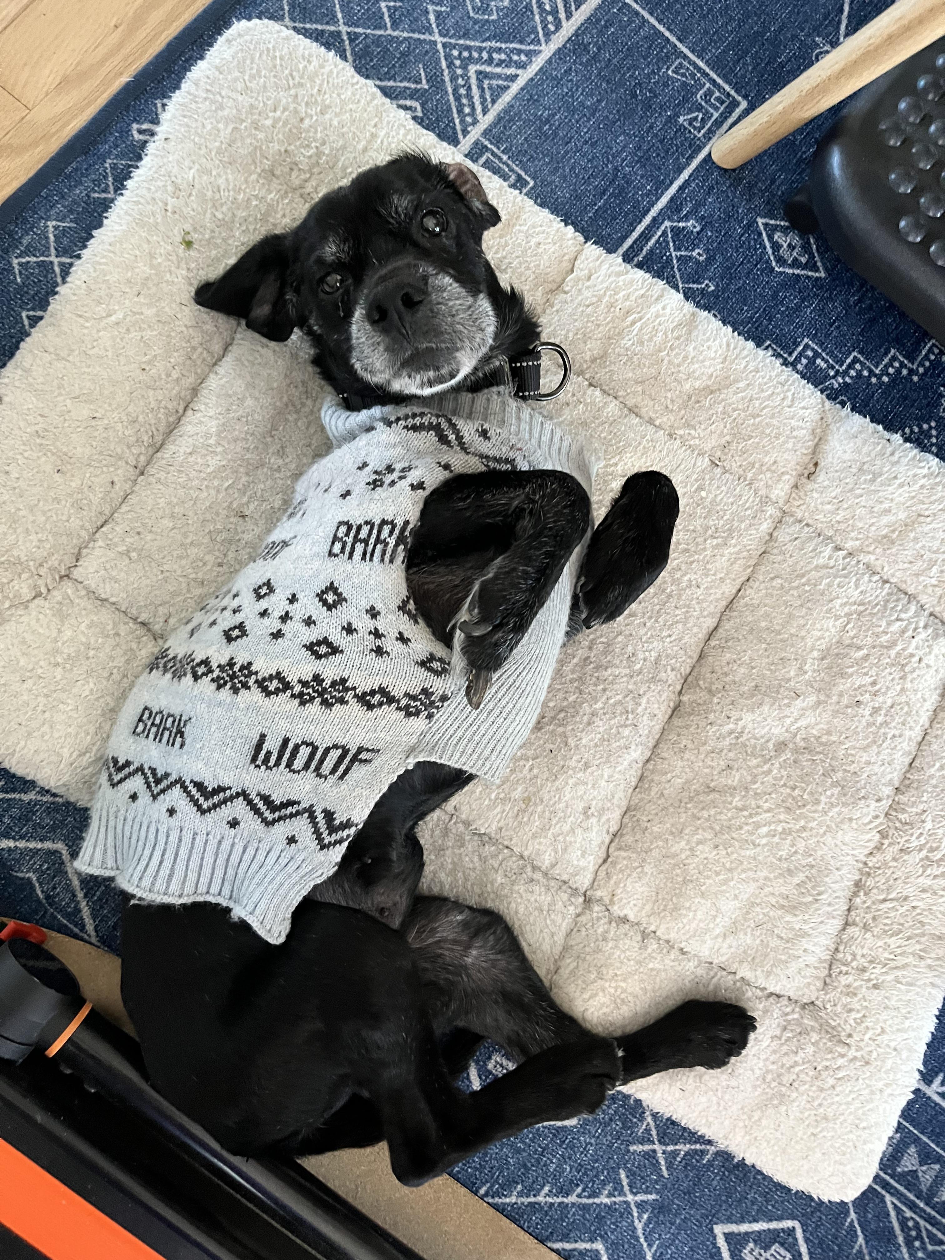 Hemlock, a Adoptable mixed breed in Rockville, MD image 6/6