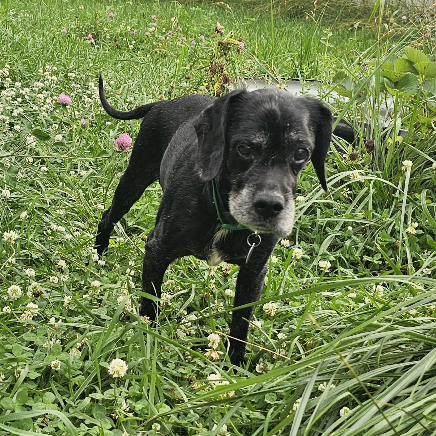 Enlarge Hemlock, a Adoptable mixed breed in Rockville, MD image 2/6