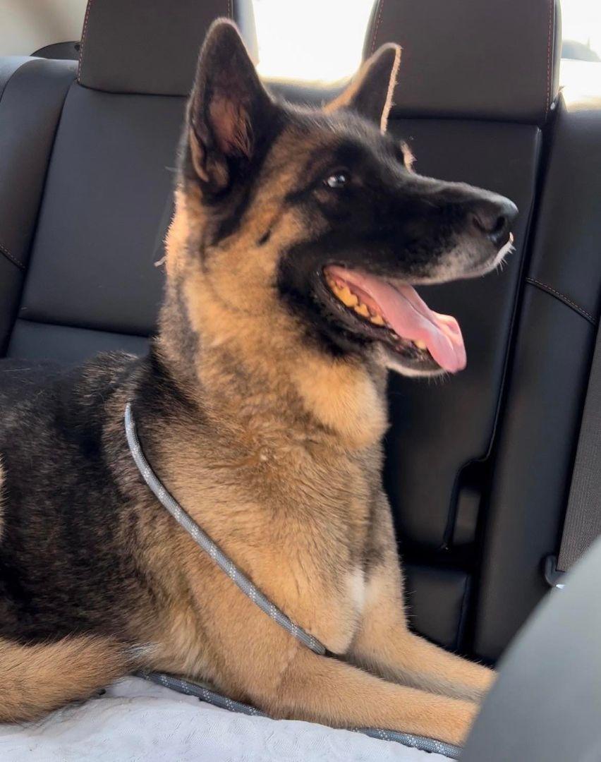 Enlarge Esme, a Adoptable German Shepherd Dog in Agua Dulce, CA image 2/4