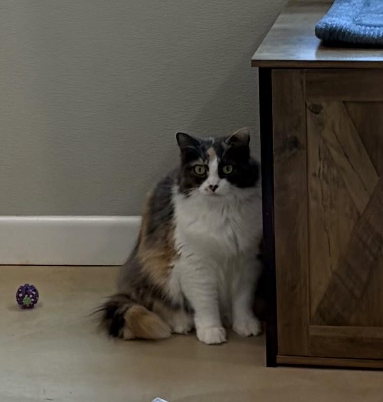 Lilly, an adopted Domestic Long Hair in Henrietta, TX image 2/4