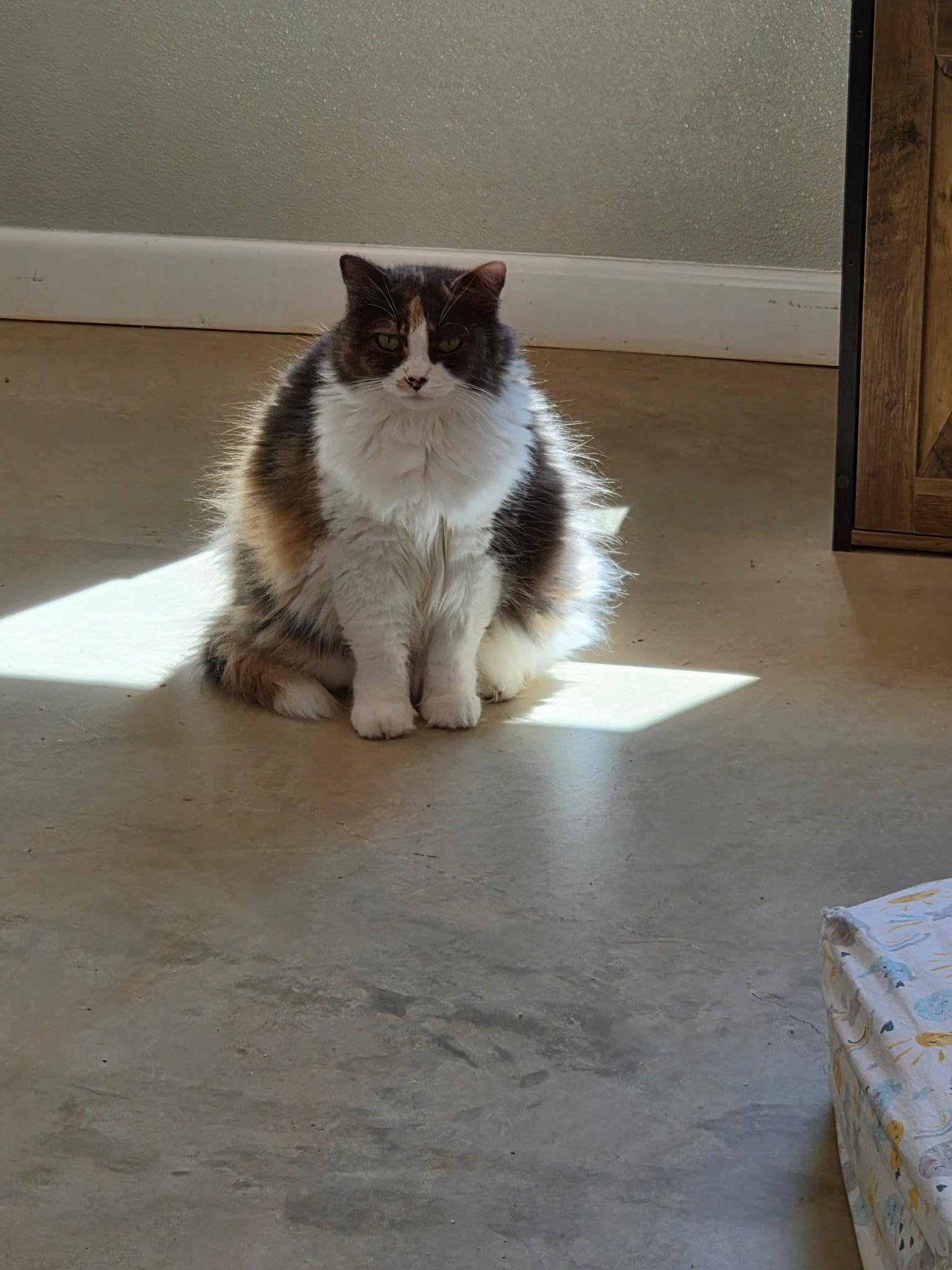 Lilly, adopted, Adult Female Domestic Long Hair.