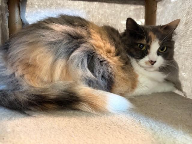Lilly, an adopted Domestic Long Hair in Henrietta, TX image 4/4
