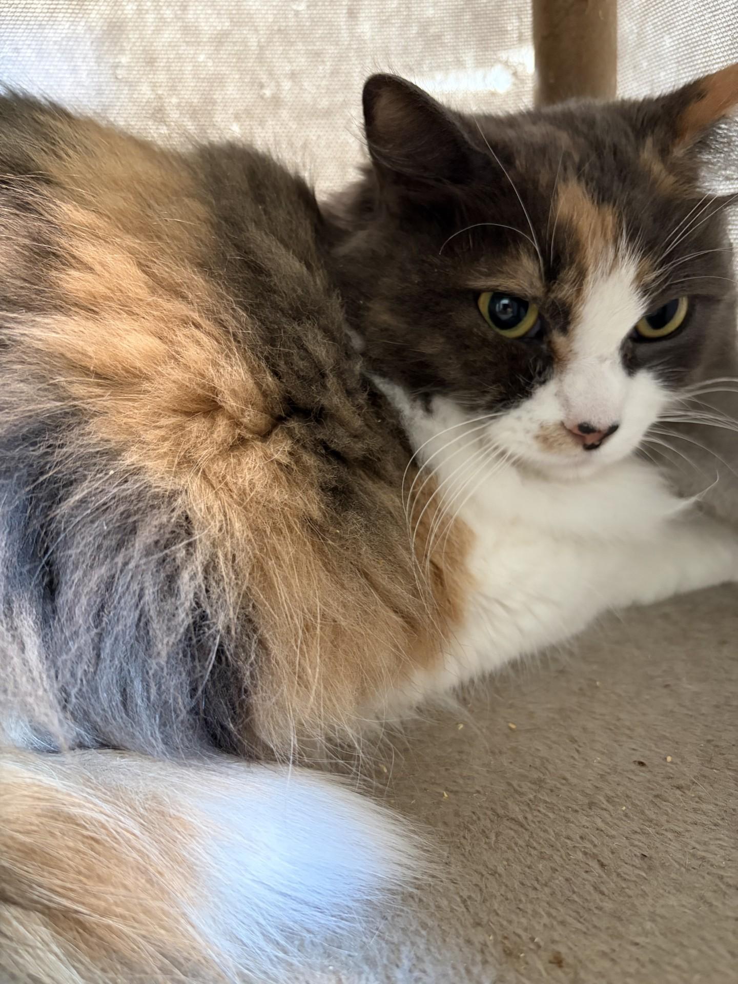Lilly, an adopted Domestic Long Hair in Henrietta, TX image 3/4