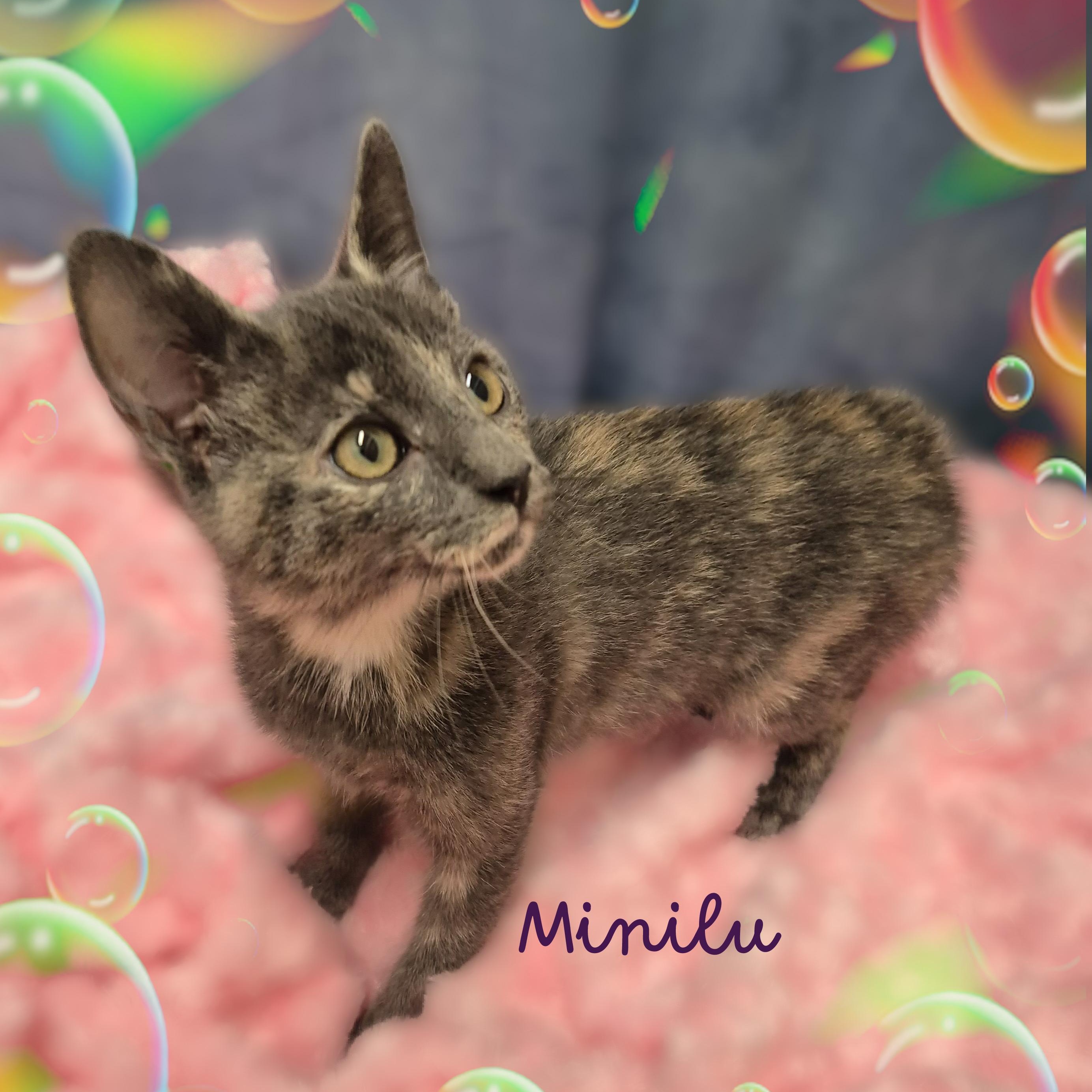 Minilu, a Adoptable Domestic Short Hair in Charlotte, NC image 2/4