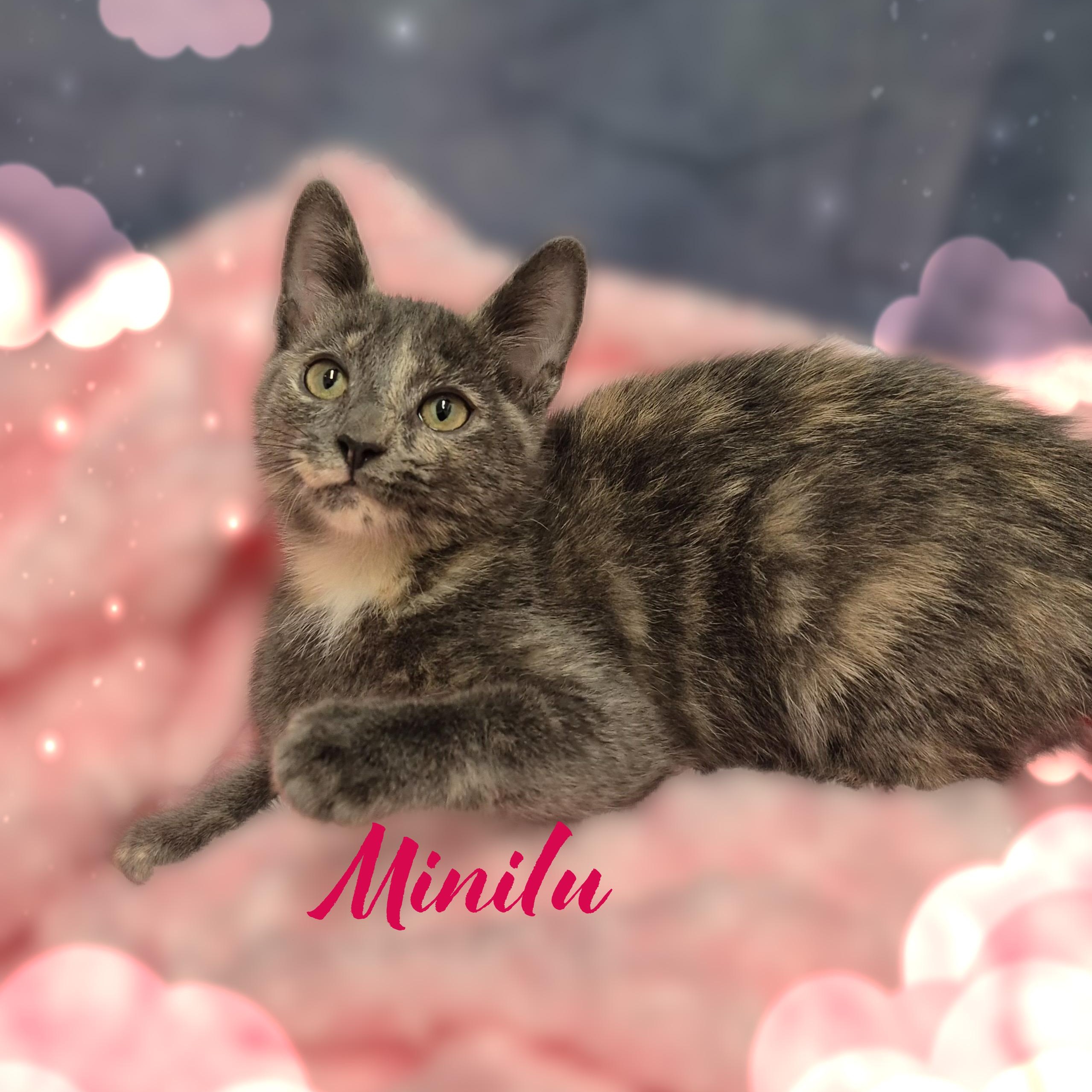 Minilu, a Adoptable Domestic Short Hair in Charlotte, NC image 3/4