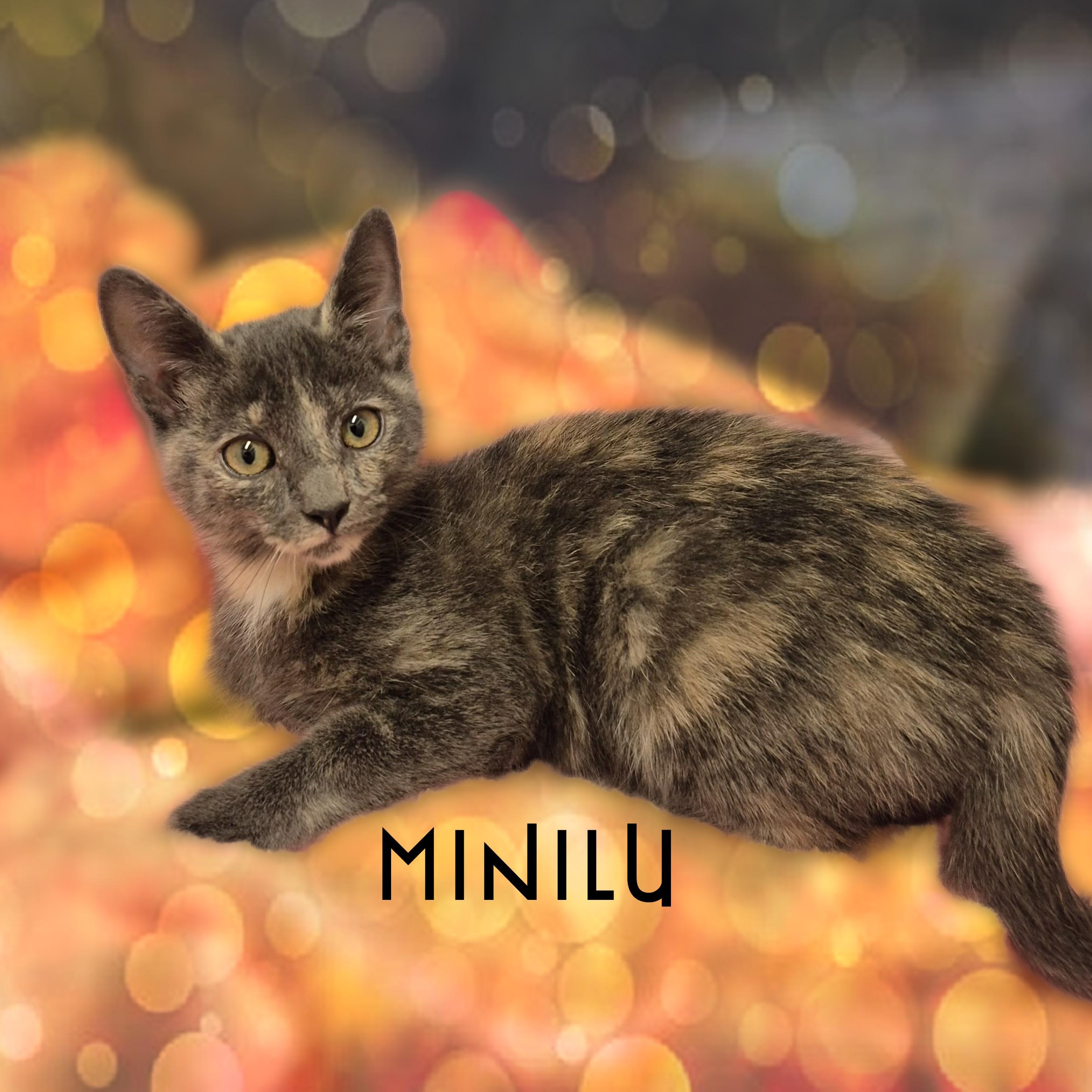Minilu, a Adoptable Domestic Short Hair in Charlotte, NC image 1/4
